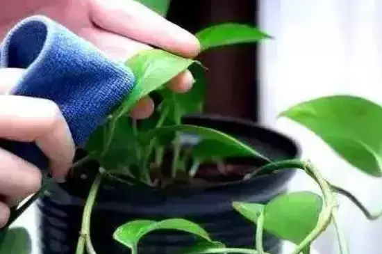 啤酒擦叶子的正确方法 啤酒擦叶子的正确方法