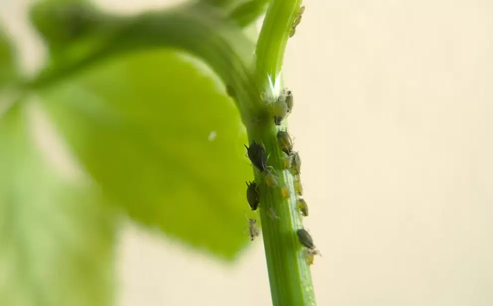 高脂膜杀菌剂的作用和用法有哪些? 高脂膜杀菌剂的作用和用法有哪些?
