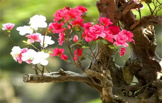 杜鹃花盆栽关键技术