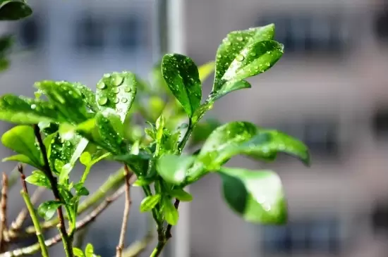 冬季植物剪枝有什么好处:防病虫害,保存养分 冬季植物剪枝有什么好处:防病虫害,保存养分