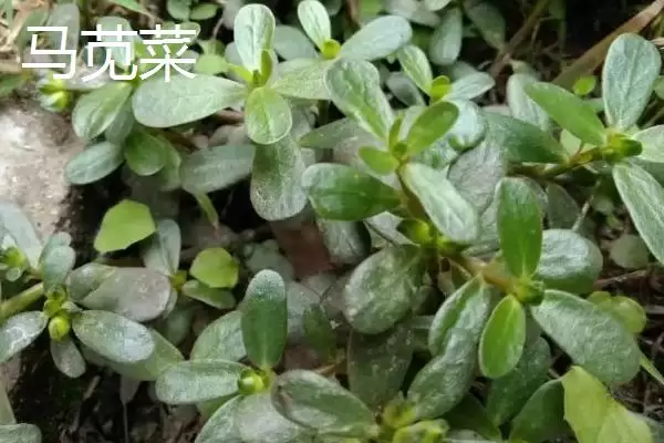 农村适合种什么野菜,看准市场再选择 农村适合种什么野菜,看准市场再选择