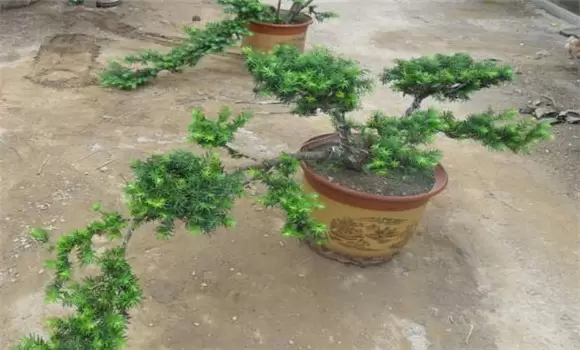 红豆杉盆景怎么养 红豆杉盆景怎么养