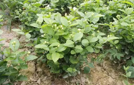 非洲茉莉怎么养 非洲茉莉怎么养