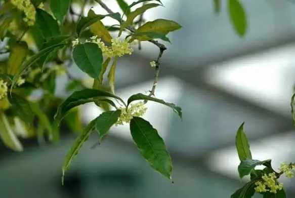 常见的桂花树有哪些品种? 常见的桂花树有哪些品种?