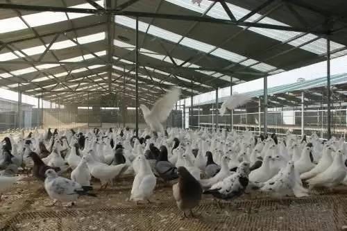 夏季肉鸽养殖需要注意的五点插图 夏季肉鸽养殖需要注意的五点插图