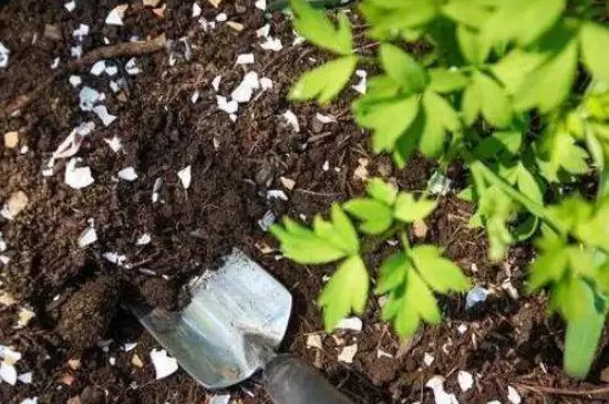 蛋壳泡水发酵后是什么肥料 蛋壳泡水发酵后是什么肥料