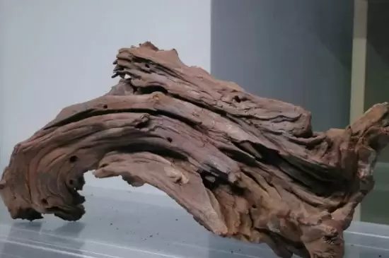 沉木是什么树的木头 沉木是什么树的木头