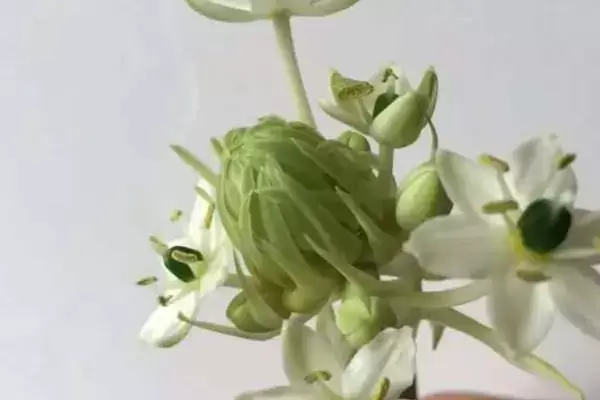 天鹅绒花怎么养护,需要购买高品质的种子 天鹅绒花怎么养护,需要购买高品质的种子