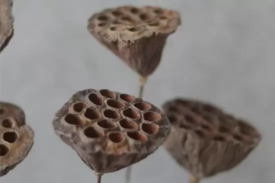 干莲蓬的寓意和象征 干莲蓬的寓意和象征