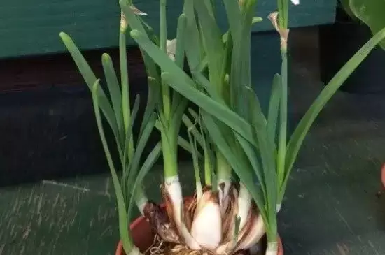冬季开花的花卉有哪些 冬季开花的花卉有哪些