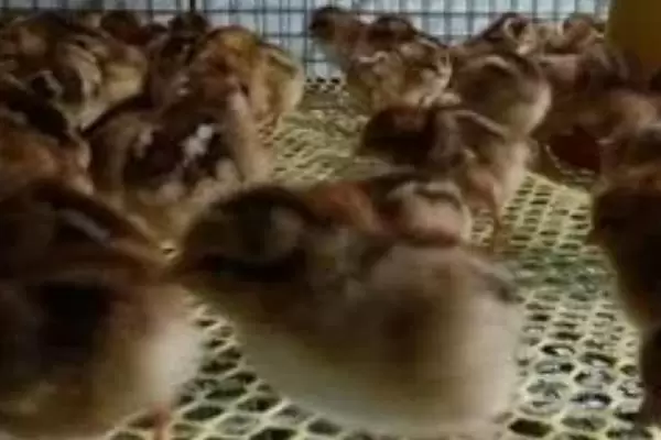 养小鸡苗的注意事项,需控制好密度、光照和湿度等 养小鸡苗的注意事项,需控制好密度、光照和湿度等