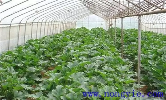 大棚秋延迟西葫芦种植技术和管理要点 大棚秋延迟西葫芦种植技术和管理要点