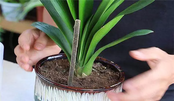 大花蕙兰什么时候开花,如何养护与管理 大花蕙兰什么时候开花,如何养护与管理