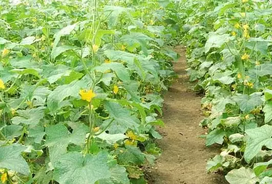 大棚栽培黄瓜应掌握哪些关键技术 大棚栽培黄瓜应掌握哪些关键技术