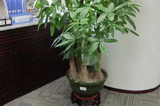 发财树的叶子发黄是什么原因 发财树的叶子发黄是什么原因