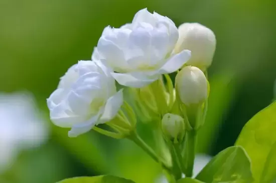 夏天开的花都有什么花 夏天开的花都有什么花