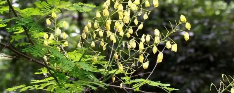 云实树的生长环境及范围 云实树的生长环境及范围