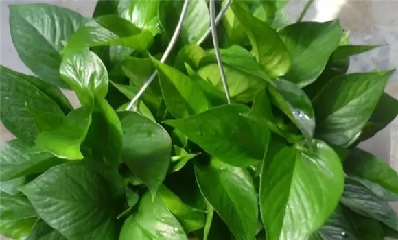 观叶植物施什么肥最合适 观叶植物施什么肥最合适