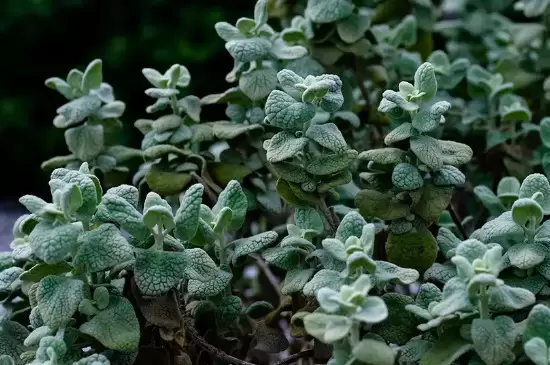 旱生植物叶片的特点 旱生植物叶片的特点
