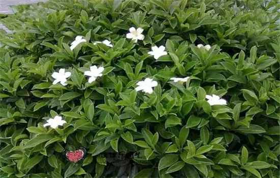 非洲茉莉怎么养 非洲茉莉怎么养