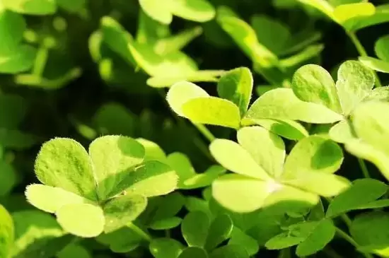 六叶草的寓意和象征 六叶草的寓意和象征