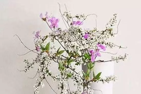 干支雪柳能开花吗 干支雪柳能开花吗