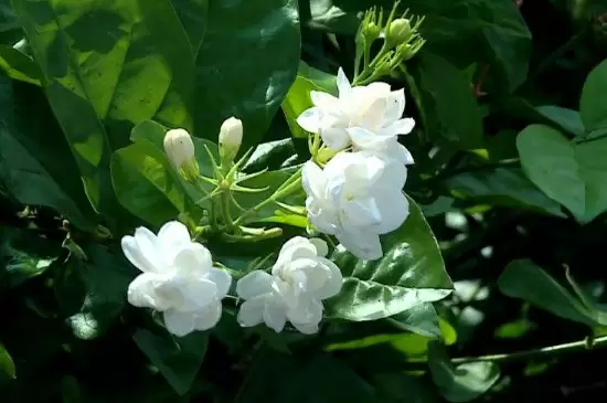 单瓣花有哪些 单瓣花有哪些