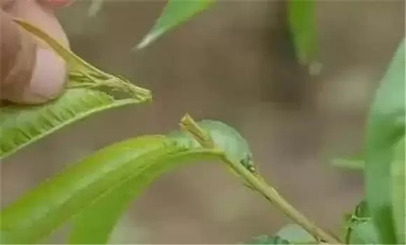 夏季桃树修剪的六大手段是什么 夏季桃树修剪的六大手段是什么