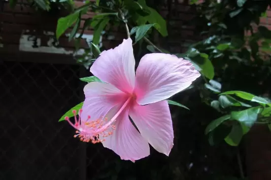 家中最忌讳的十种花 家中最忌讳的十种花