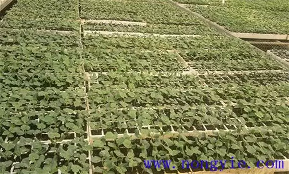 冬瓜的栽培时间 冬瓜的栽培时间