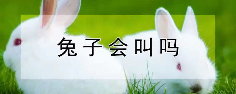 兔子会叫吗 兔子会叫吗
