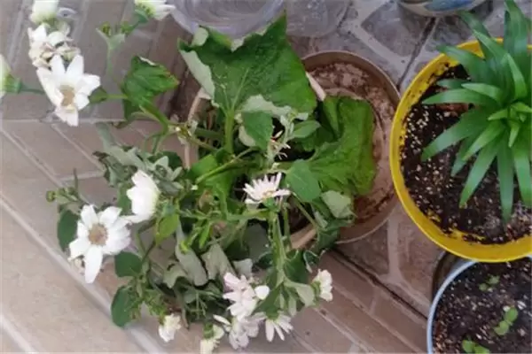 瓜叶菊盆栽怎么养 瓜叶菊盆栽怎么养