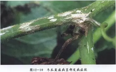 冬瓜炭疽病的危害症状 冬瓜炭疽病的危害症状