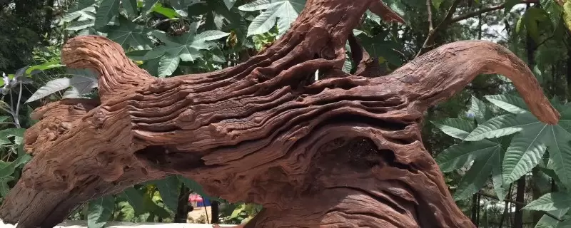 沉木是什么树的木头 沉木是什么树的木头