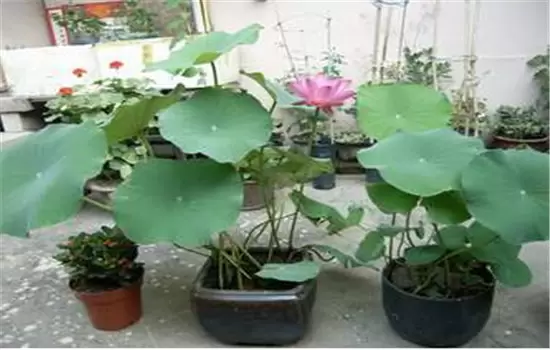 杜鹃花盆栽关键技术