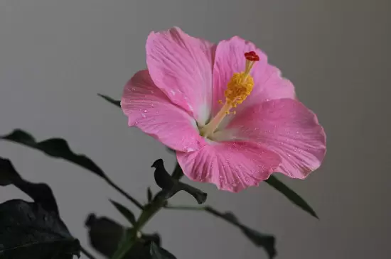 单瓣花有哪些 单瓣花有哪些