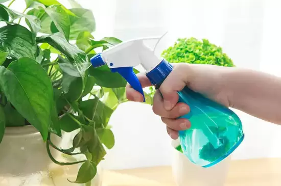 纯净水可以浇花吗 纯净水可以浇花吗