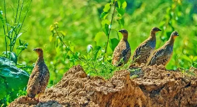 图片[4]-如何养小山鸡？-会东网