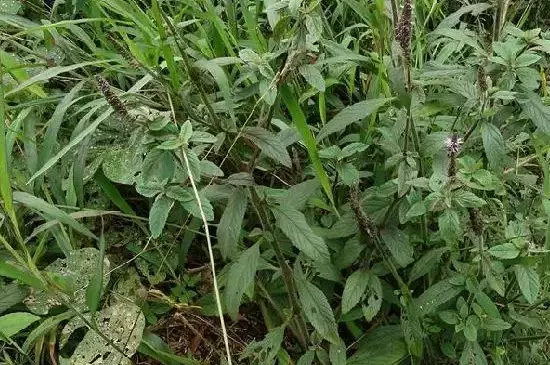 双子叶植物叶片的结构特点 双子叶植物叶片的结构特点