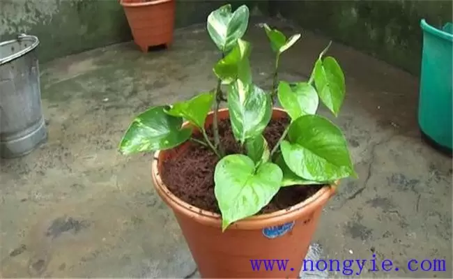 养殖绿萝要注意什么 养殖绿萝要注意什么