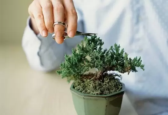 冬季植物剪枝有什么好处:防病虫害,保存养分 冬季植物剪枝有什么好处:防病虫害,保存养分