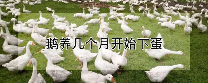 鹅养几个月开始下蛋 鹅养几个月开始下蛋