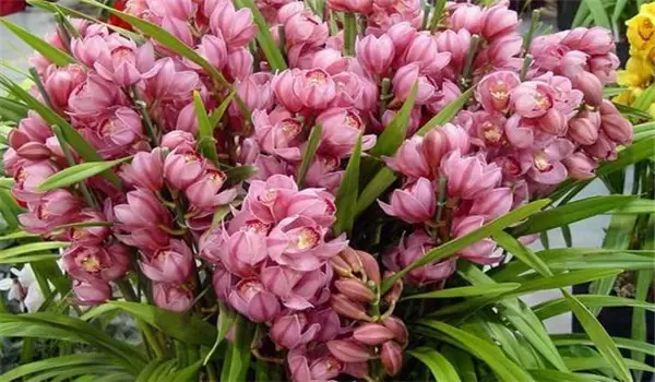大花蕙兰什么时候开花,如何养护与管理 大花蕙兰什么时候开花,如何养护与管理