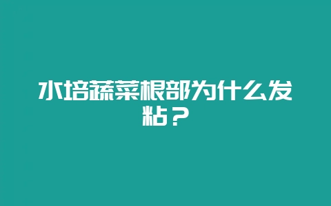 水培蔬菜根部为什么发粘?-会东网