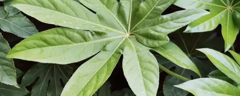 叶片革质有什么用-会东网