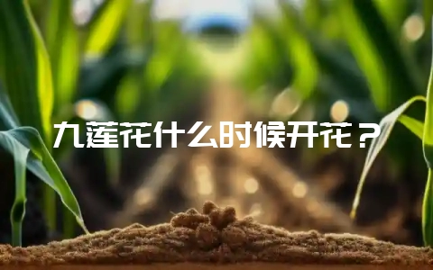 九莲花什么时候开花？-会东网