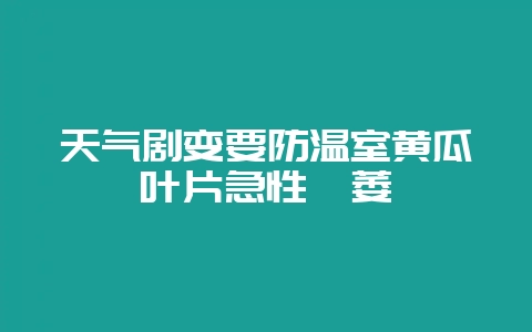 天气剧变要防温室黄瓜叶片急性凋萎-会东网