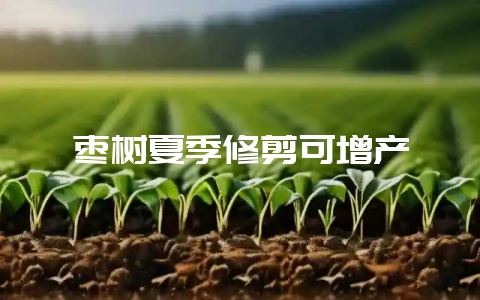 枣树夏季修剪可增产-会东网