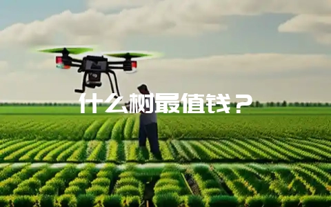什么树最值钱？-会东网
