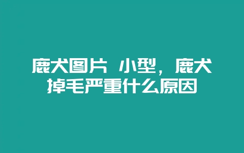 鹿犬图片 小型，鹿犬掉毛严重什么原因-会东网